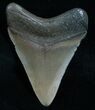 Beautiful Megalodon Tooth - Peace River, FL #6073-2
